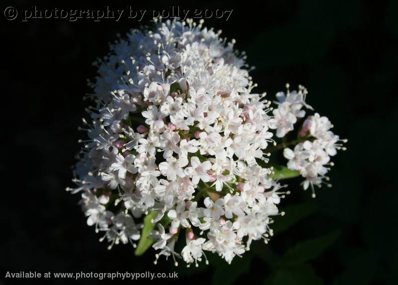 Valerian Shadows