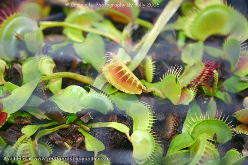 Venus Fly Trap