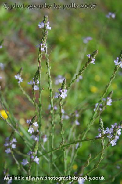 Vervain Sleep Tight