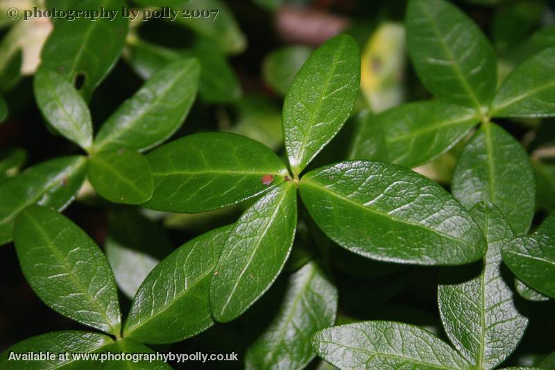 Vinca Fingers