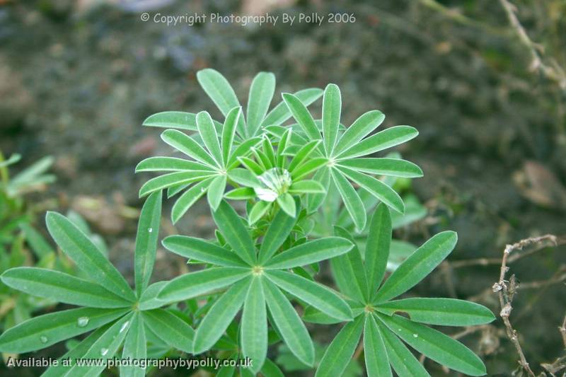 Waldmeister