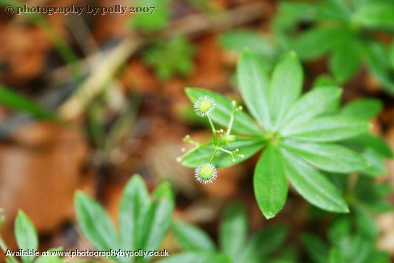 Waldmeister Fruit