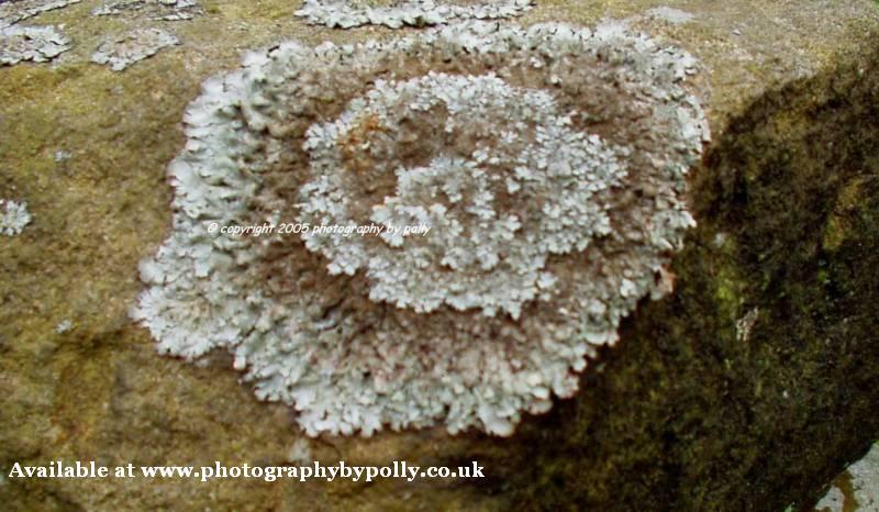 Wall Lichen