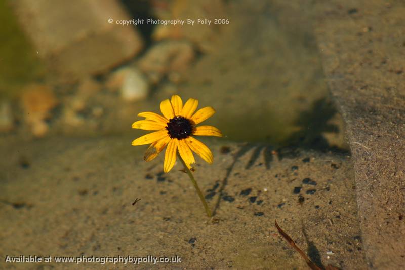 Water Flower