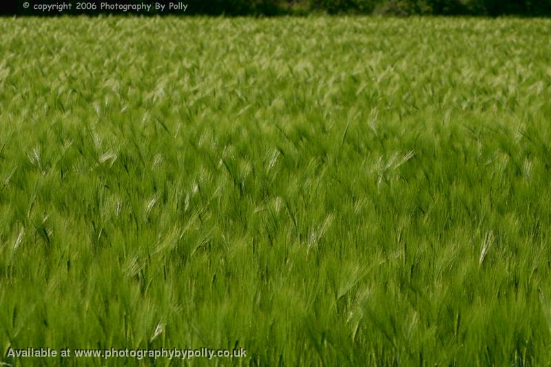 Wheat Field