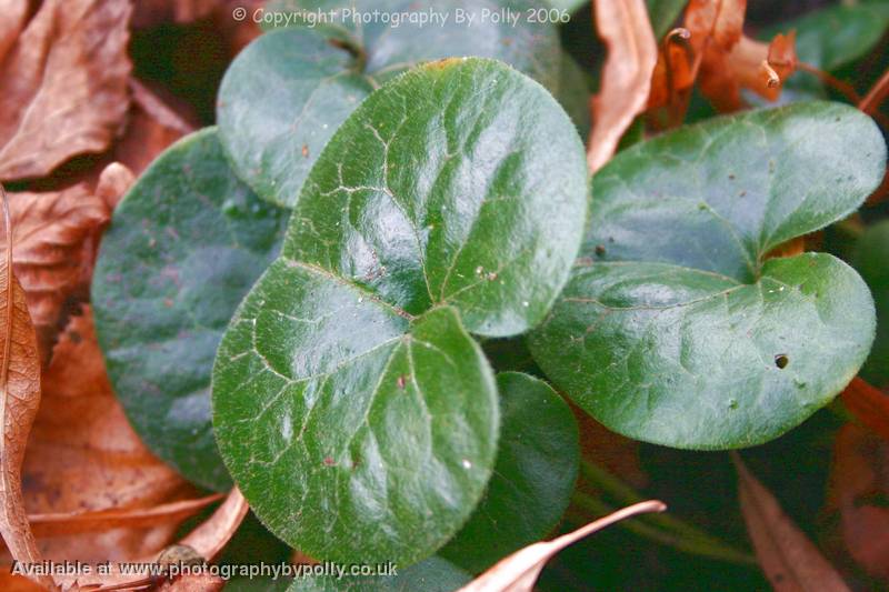Wild Ginger