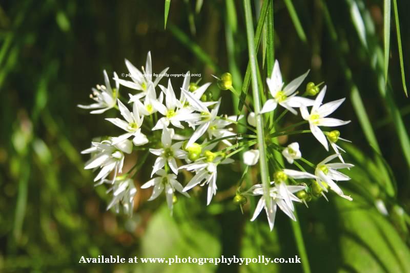 Wild Garlic