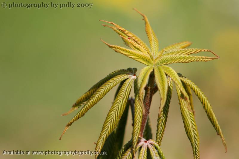 Wilted