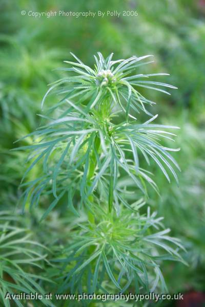 Wolfbane Foliage