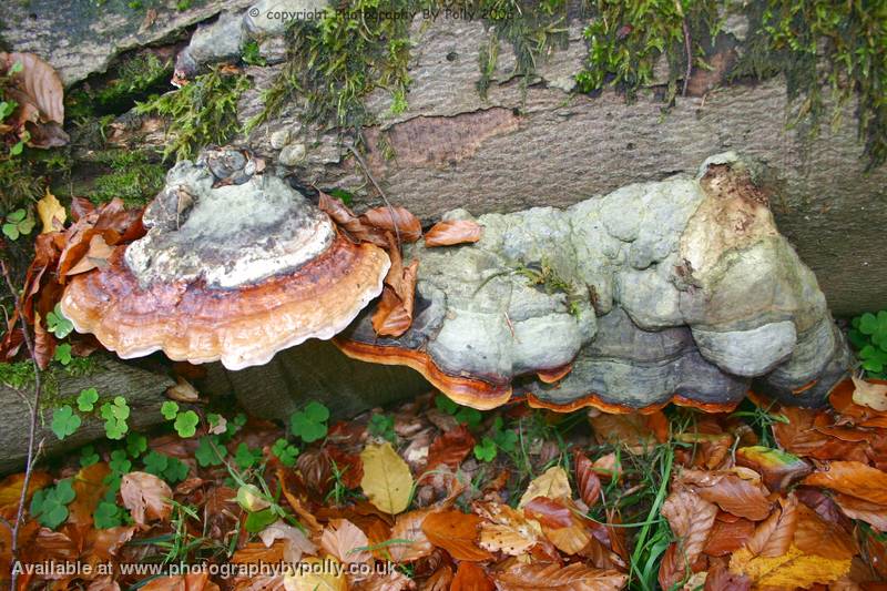 Wood Munching