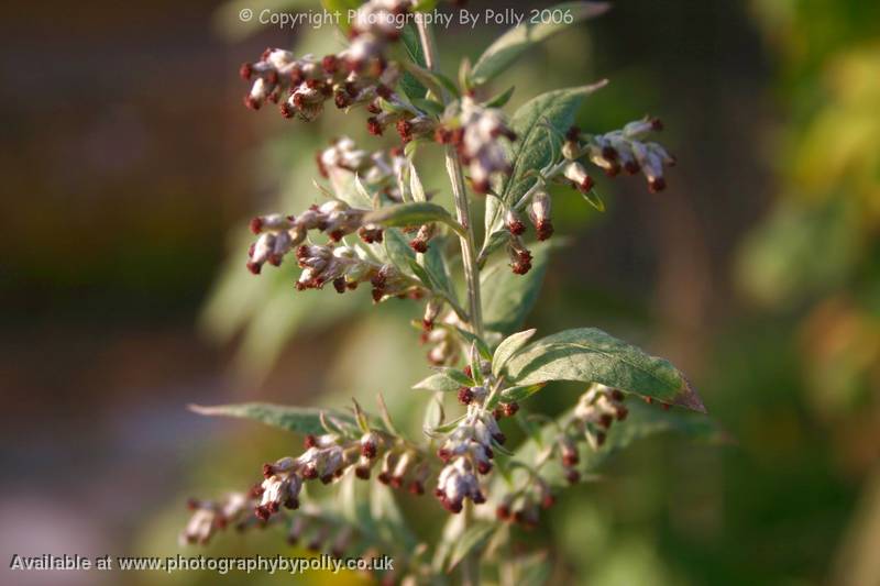 Wormwood Absinthe