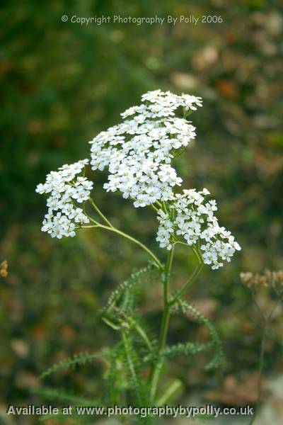 Yarrow