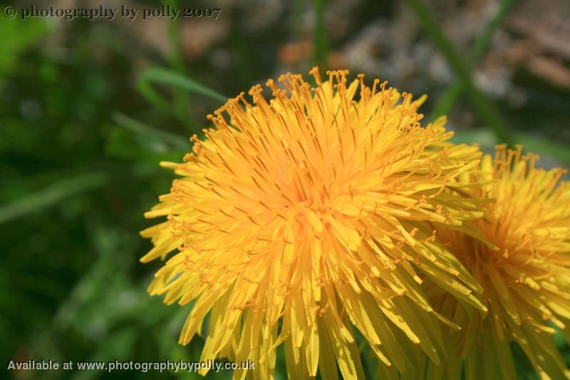 Yellow Barbs