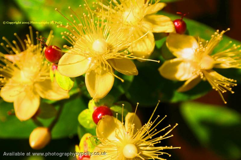 Yellow Needles