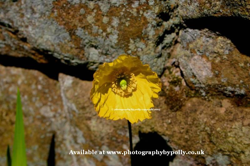 Yellow Poppy