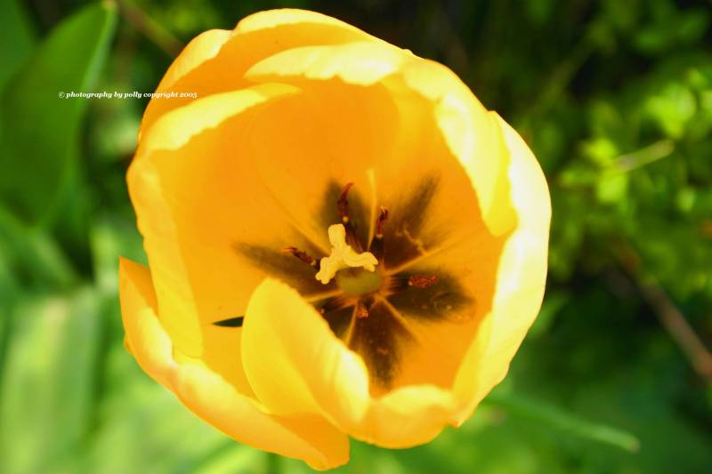 Yellow Tulip