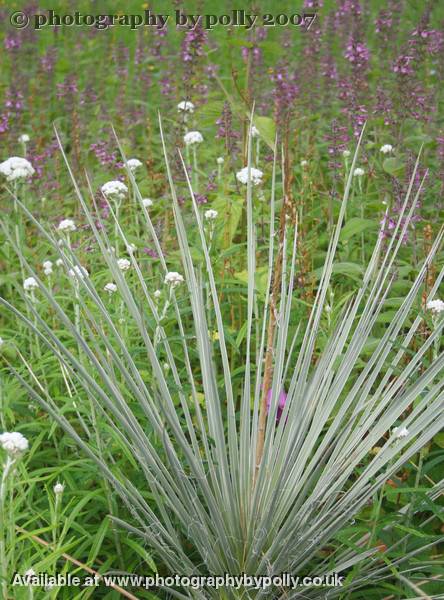 Yucca Glauca