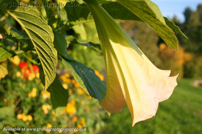 Angels Trumpet