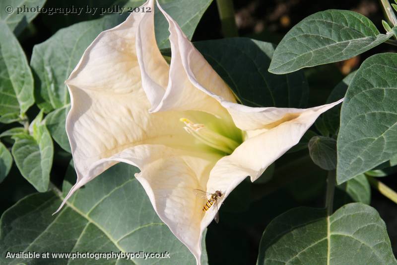 Angels Trumpet 2