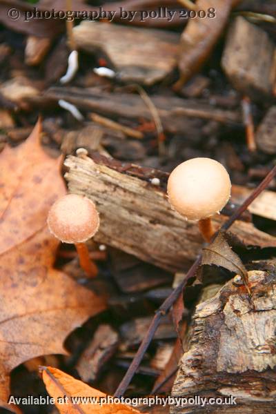 Apricot Hats