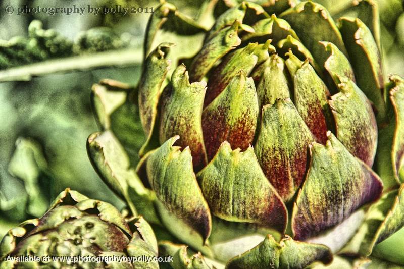 Artichokes