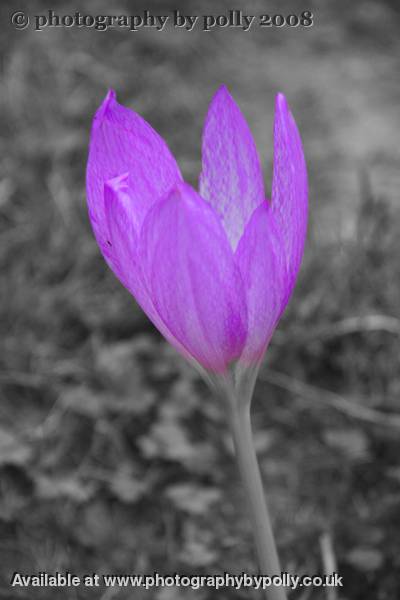 Autumn Crocus