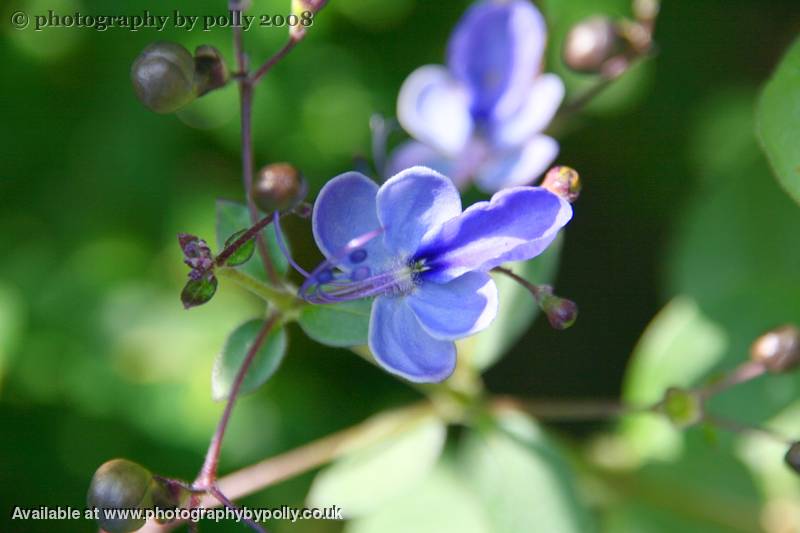 Beautiful Blue