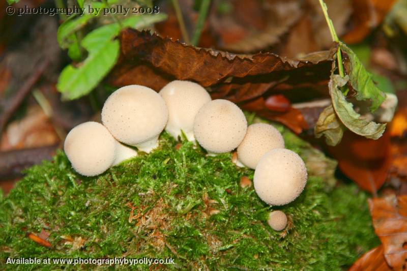 Birnen Puffballs