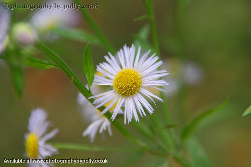 Blue Fleabane 2