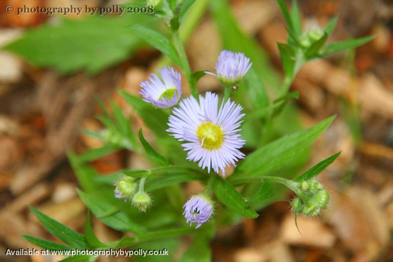 Blue Fleabane Plant