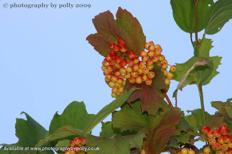 Buried Berries