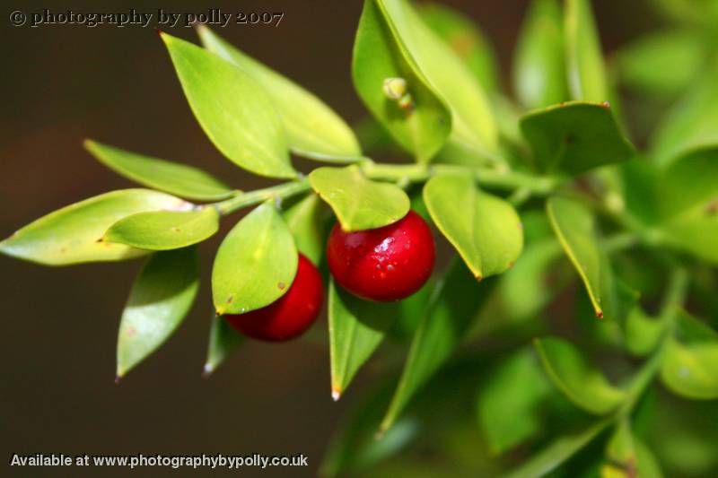 Butchers Broom