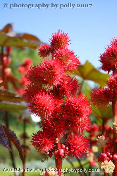 Castor Oil Spikes