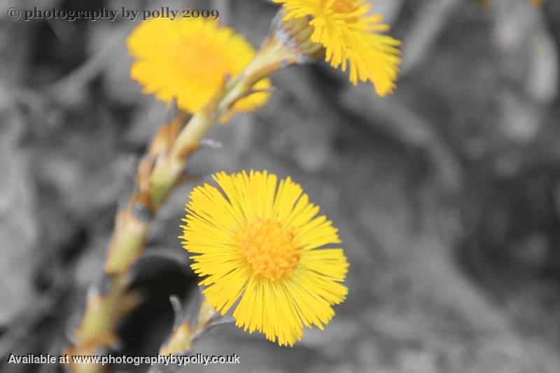 Coltsfoot