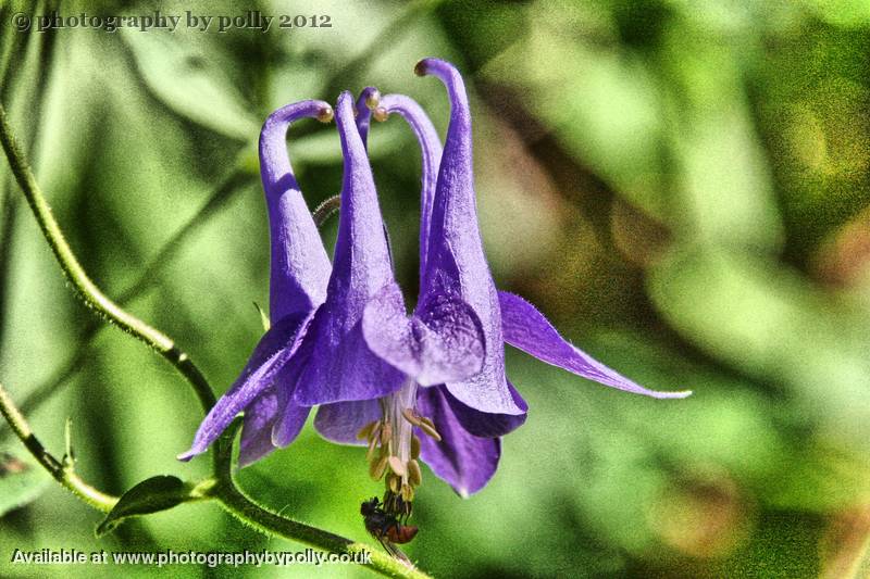 Columbine