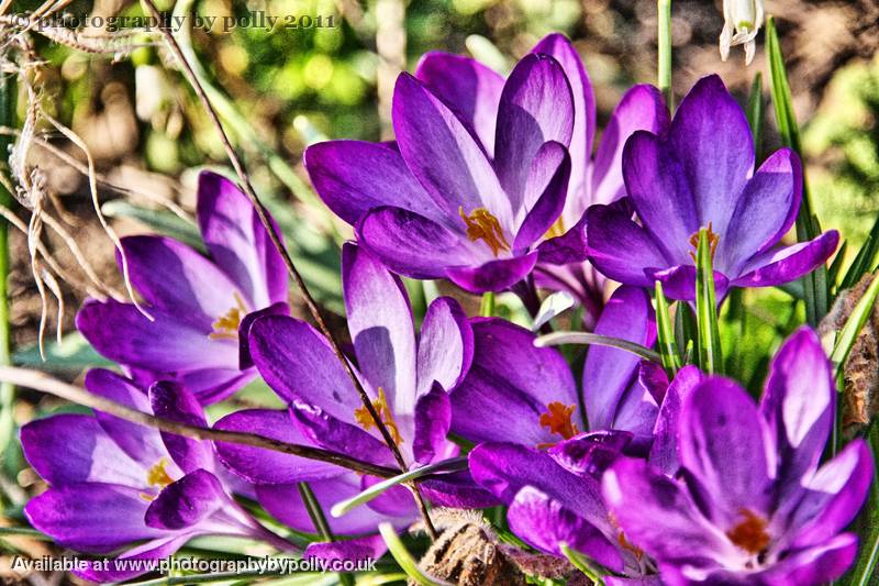 Crocus Cups