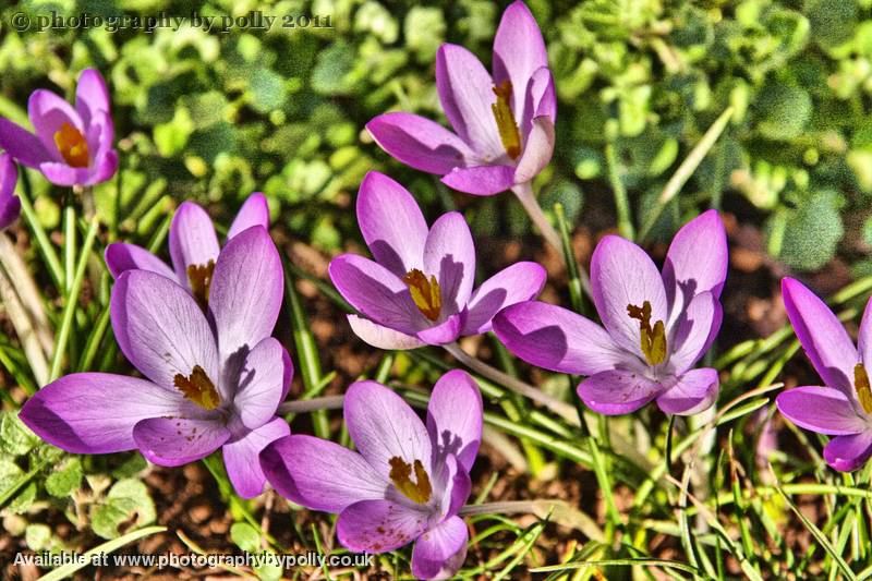 Crocus Shadows