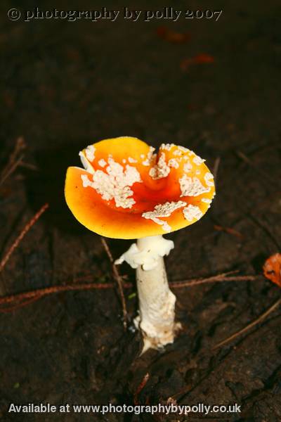 Drowned Agaric