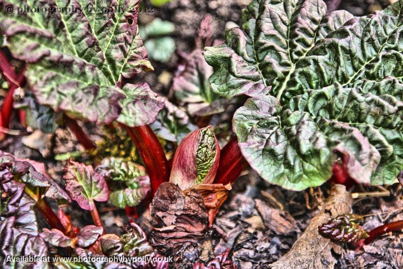 Early Rhubarb