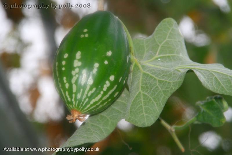 False Melon