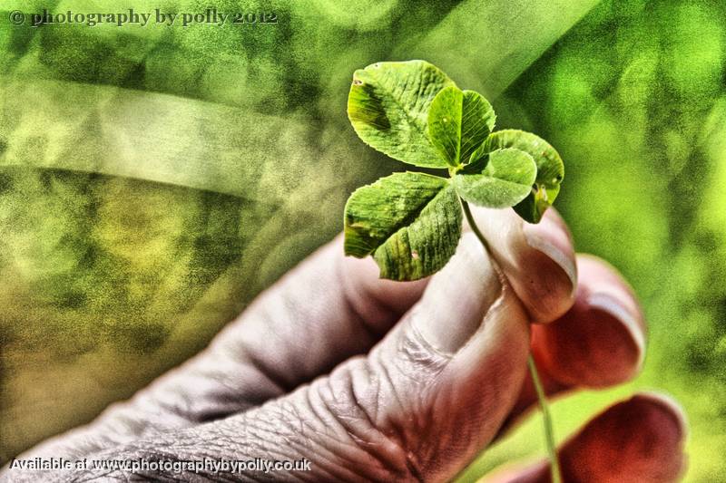 Five Leaf Clover