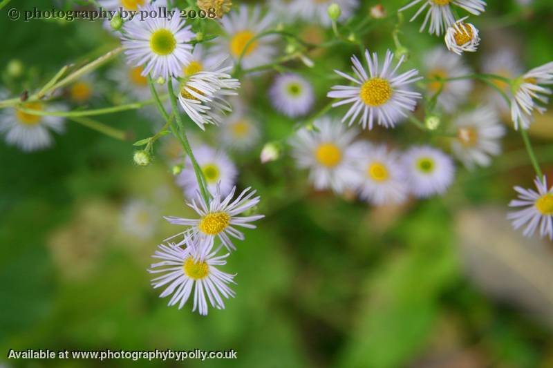 Fleabane Family