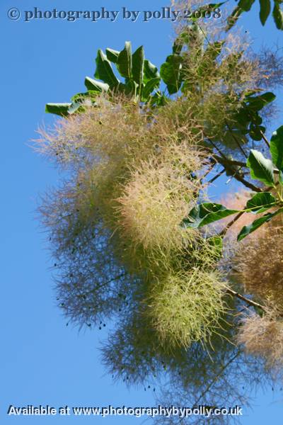 Fluffy Tree