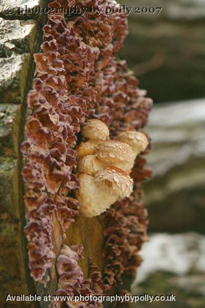 Fuzzy Friends 