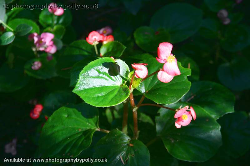 Geranium Girls