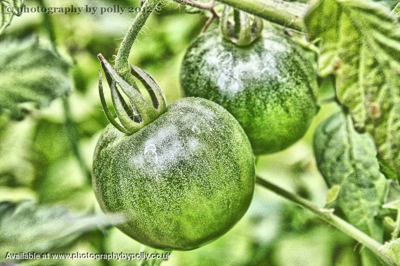 Green Tomatoes