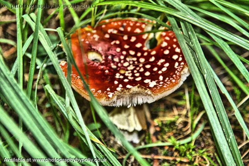 Happy Mushroom