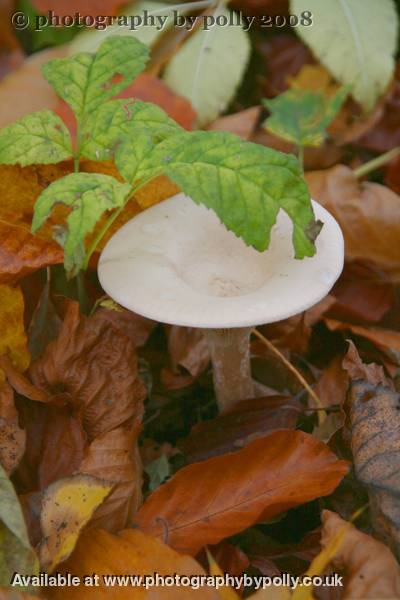 Inocybe Shy