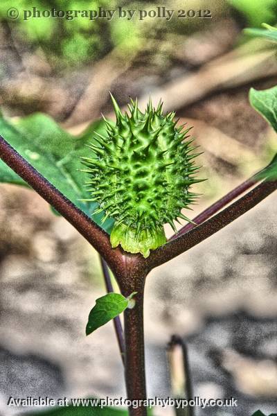 Jimson Weed