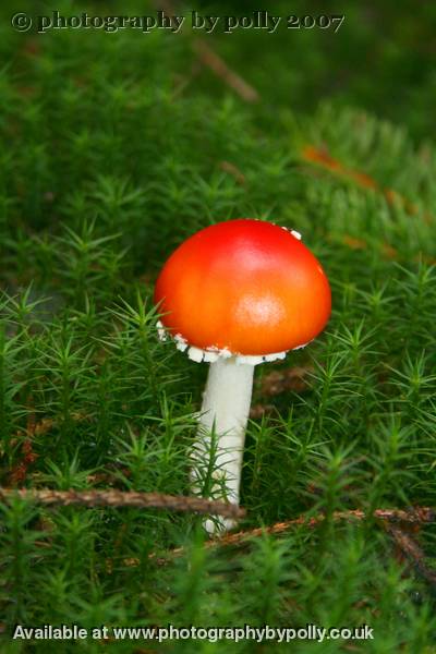 Lacy Gown Agaric